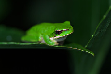 Image showing frog just sitting on a leaf