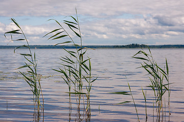 Image showing Beautiful summer lake, reeds in the foreground , on  background of forest and sky