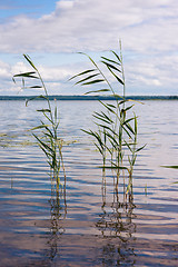 Image showing Beautiful summer lake, reeds in the foreground , on  background of forest and sky. Vertical image
