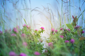 Image showing Blooming clover field with a blue background