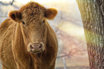 Image showing morning cow