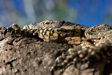 Image showing resting goanna