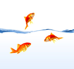 Image showing gold fishes on water isolated