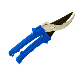 Image showing blue garden shears isolated on a white background.