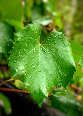 Image showing grape leaf with water drops