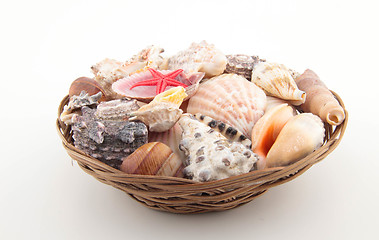 Image showing different shells on basket