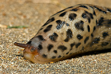 Image showing grumpy the slug