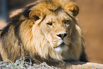 Image showing lion