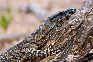 Image showing lace monitor