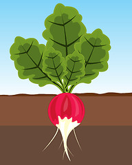 Image showing Vegetable radish in land