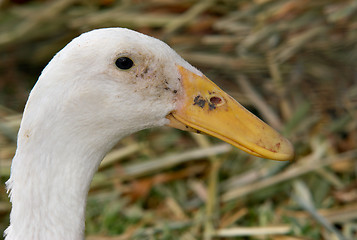 Image showing white duck up close