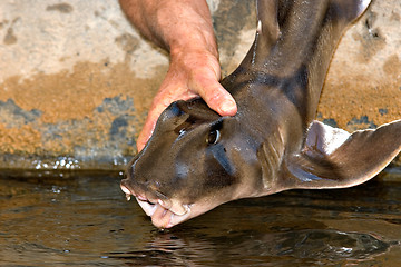 Image showing small port jackson shark