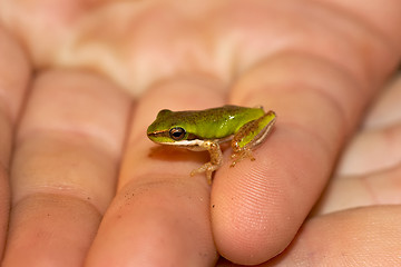 Image showing litoria fallax