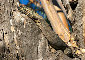 Image showing goanna in tree