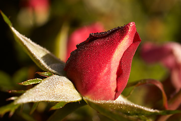 Image showing rosebud in the dew