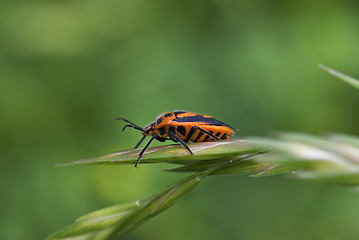 Image showing shield beetle