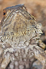 Image showing lizard head raised