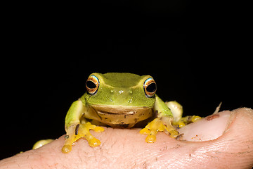 Image showing tiny frog on finger
