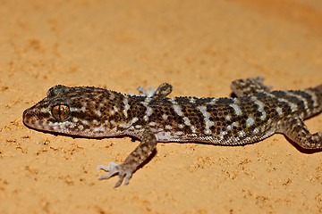 Image showing gecko on stone