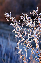 Image showing Autumn background with grass and forest covered with frost in the early frosts