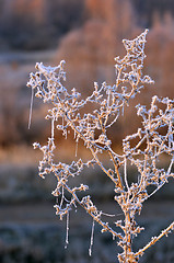 Image showing Autumn background with grass and forest covered with frost in the early frosts