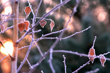 Image showing Autumn background with grass and forest covered with frost in the early frosts