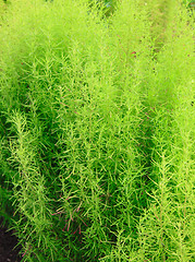 Image showing Abstract Nature of a Garden Hedge