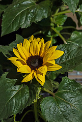 Image showing Flower of sunflower.