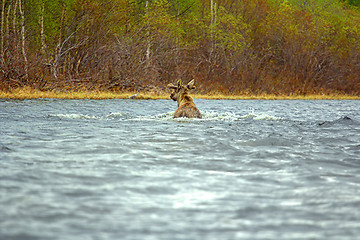Image showing Time of migration 6. Moose cross wide North of river