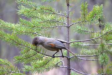 Image showing Siberian jay is feeding 1. Taiga of Lapland. Scandinavia