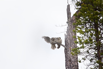 Image showing Wonderful married couple. Pair of barred owls on dry tree in taiga