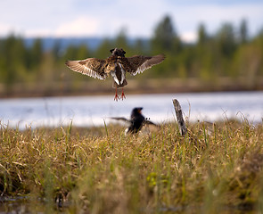 Image showing Pugnacious handsome 7. Ruffs fight in swamp.