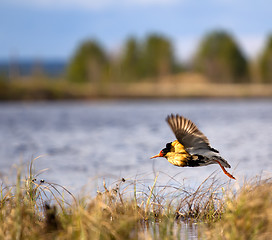 Image showing Mating behaviour. Male ruffs are in state of self-advertising