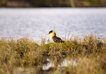 Image showing Mating behaviour of ruffs in lek (place of courtship)