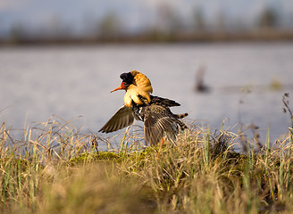 Image showing Mating behaviour. Male ruffs are in state of self-advertising