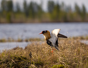 Image showing Mating behaviour of ruffs in lek (place of courtship)