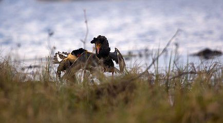 Image showing Pugnacious handsome 4. Ruffs fight in swamp.