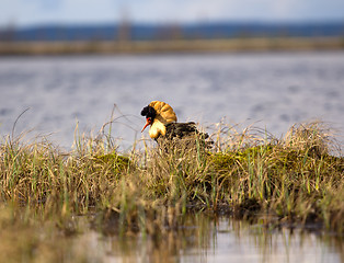 Image showing Mating behaviour. Male ruffs are in state of self-advertising