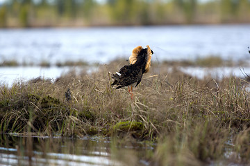 Image showing Mating behaviour of ruffs in lek (place of courtship)