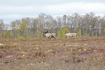 Image showing Reindeer: bull she-deer and high marsh Lapland in spring