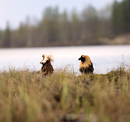 Image showing Pugnacious handsome 6. Ruffs fight in swamp.