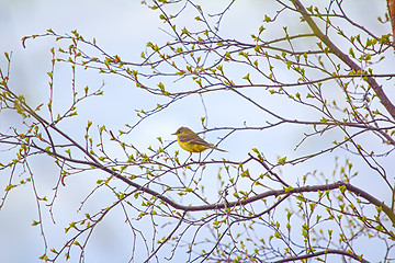 Image showing Photo spring mood. Bird on branch with fresh new leaves.