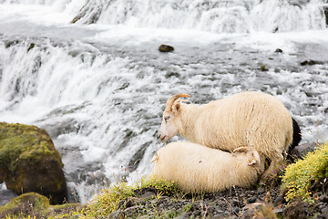 Image showing Young sheep drinking - Waterfall in background