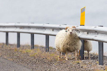 Image showing Two Icelandic sheep