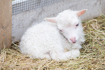 Image showing Little newborn lamb resting on the grass