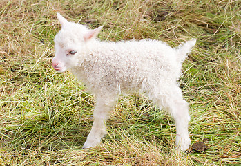 Image showing Little newborn lamb standing on the grass
