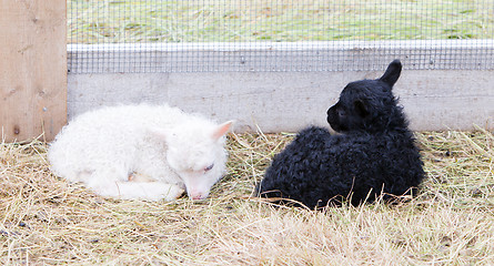 Image showing Little newborn lambs resting on the grass - Black and white