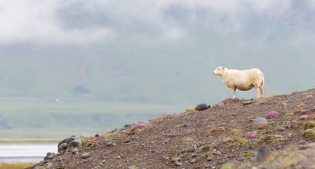 Image showing Single Icelandic sheep