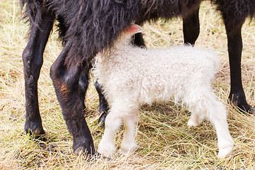 Image showing Little newborn lamb drinking