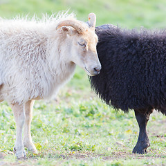 Image showing Black and white sheep on pasture -  Concent of love